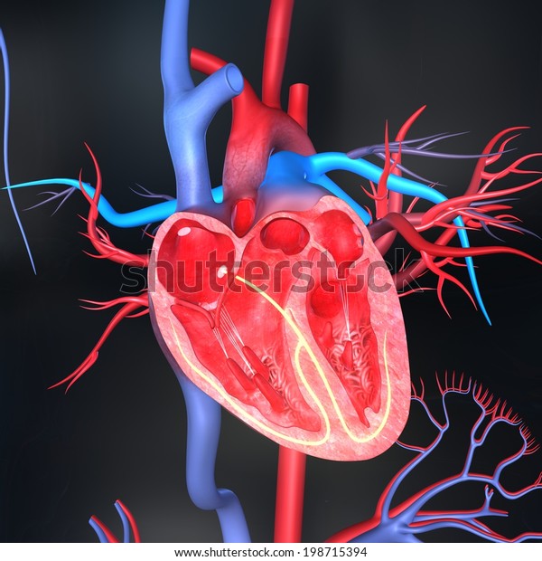 Heart Intersection Stock Illustration 198715394