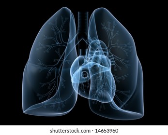 heart lung anatomy Stock Illustrations; Images & Vectors | Shutterstock