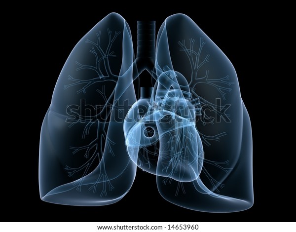 Heart Lung Stock Illustration 14653960