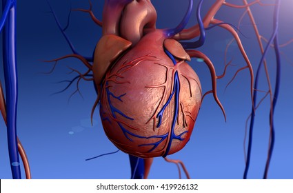 Heart Model, 3D Rendering Of Human Heart Model,Human Heart For Medical Study