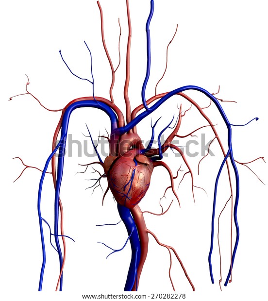 Heart model, Human\
heart model, Full clipping path included, Human heart for medical\
study, Human Heart\
Anatomy