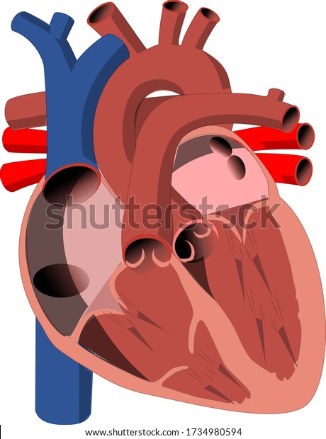 心臓はほとんどの動物の筋肉器官で 循環系の血管を通して血液を送り出す のイラスト素材