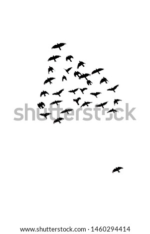 Similar – 36 Vogel Vogelschwarm