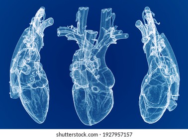 Heart, ventricles, human anatomy, cardiac ventricles. Human body, section. X-ray view. HUD. Advanced Scientific Devices. Hologram. Scanner. 3d render