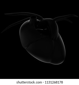 Heart Xray 3D Rendering