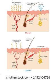 Heat And Perspiration From The Skin. The Mechanism Body Temperature Regulation ...