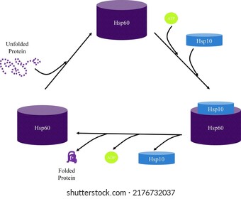 Heat Shock Protein 60 In Protein Folding. 