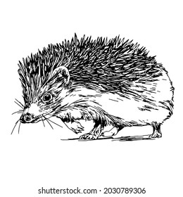 Hedgehog Drawing Line Art Black White Stock Illustration 2030789306 ...