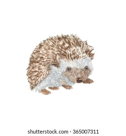 Hedgehog Watercolor Images, Stock Photos & Vectors | Shutterstock