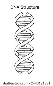 Helical structure of a DNA