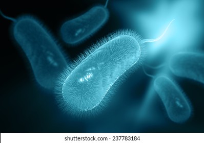 Helicobacter Pylori Bacterium