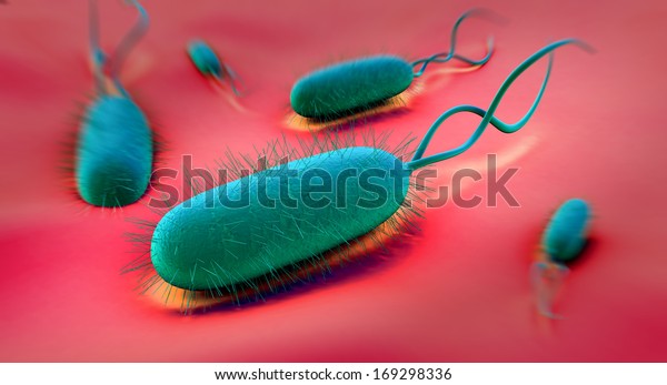 Helicobacter pylori\
bacterium
