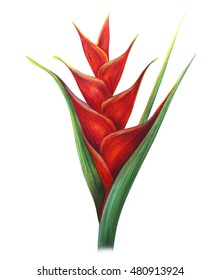 Helicon ia  flower drawing (Caribaea red)