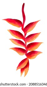 Heliconia, bird of paradise. Tropic flower watercolor. Botanical illustration painting, element isolated on white background