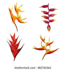 Heliconia flower set (Bihai and Rostrata, Caribaea red, Psittacorum) 