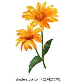 Heliopsis  sunflower  yellow flower illustration
