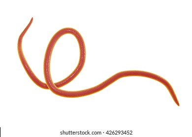 helminth nematode worms
