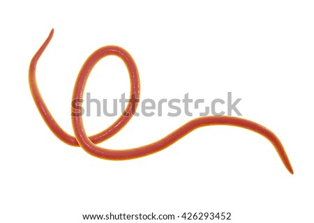 Helminth Nematode Enterobius Threadworm Which Causes Stock Illustration ...