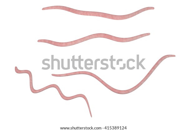 Helminths Nematodes Enterobius Threadworm Which Cause Stock ...