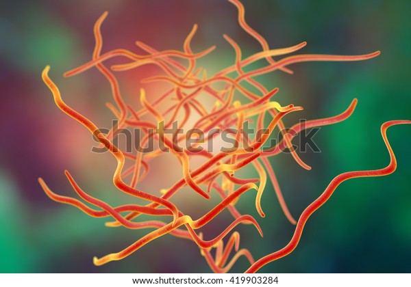 Helminths Nematodes Enterobius Threadworm Which Cause Stock ...