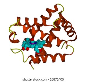 Hemoglobin Molecule