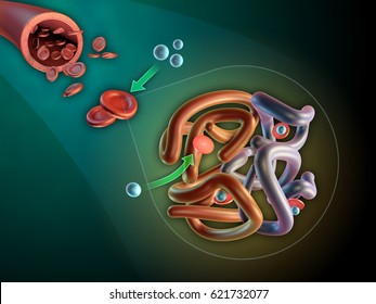 Hemoglobin Molecule Structure. 3D Illustration.