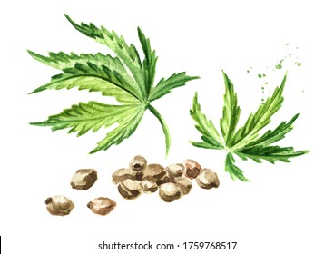 Hemp Seeds And Green Cannabis Leaves, Medicinal Herb Plant, Marijuana, Hand Drawn Watercolor Illustration Isolated On White Background