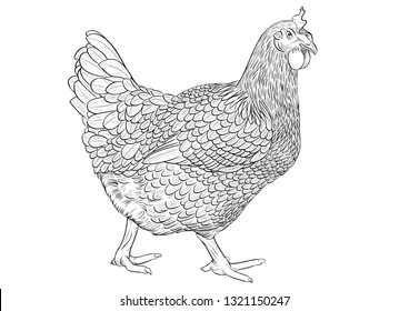 Vector Illustration Engraving Chicken Chick On Stock Vector (Royalty ...