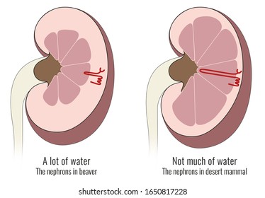 loop of henle kidney