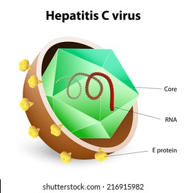 Hepatitis C Virus