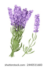 Herb (lavender) beautiful botanical art Arkivillustrasjon