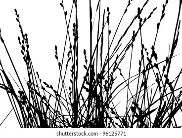 Herb Silhouette On White Background Stock Illustration 96125771 ...