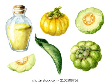 Herbal Medicinal Garcinia Cambogia Tincture Set, Superfood, Antioxidant. Hand Drawn Watercolor  Illustration Isolated  On  White Background