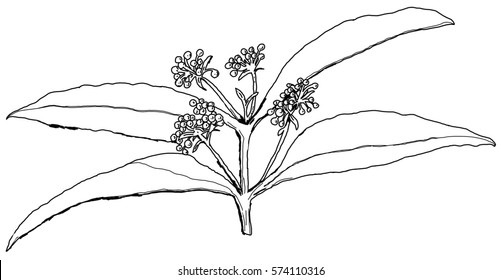 Herbal tea leaves. Lemon Myrtle fragrant edible flowers, leaves use fresh or dried. line drawing suits colouring book.