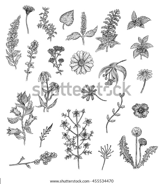 Herbs Flowers Black White Ink Drawings Stock Illustration 455534470 ...