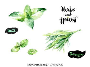 Herbs and spices kitchen watercolor set. Mint, tarragon watercolor hand draw illustration isolated on white background.