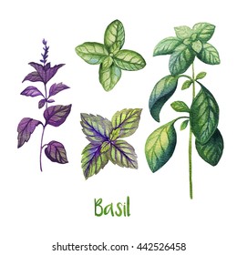 Herbs. Watercolor Illustration. Basil.