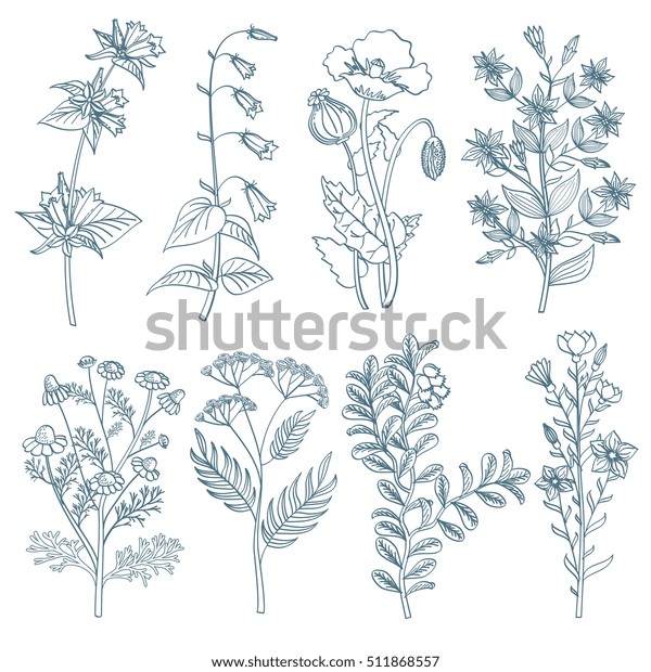 手描きのスタイルを設定した野生の花の植物薬用の有機治癒植物 薬草 植物の癒しのイラスト のイラスト素材