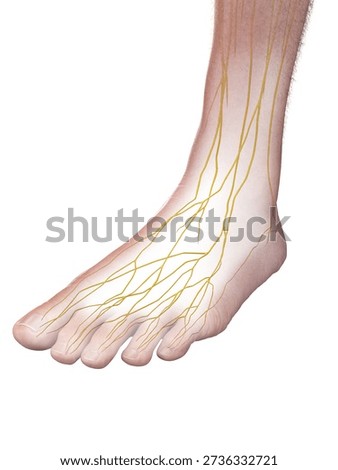 Here you see a 3D full color render of the nerves of the male foot, branching pathways visible against a white background