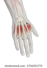 Here you see a 3D render of the musculoskeletal system of a male's hand in dorsal view, displayed against white