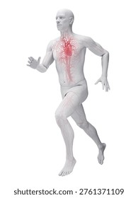 Here you see a 3D render of the heart and arteries of a male runner on a white background, circulatory pathways clearly visible in anatomical context