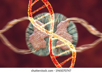 Hereditary Spinal Cord Disorders, Conceptual 3D Illustration. Mutations In The DNA Leading To Spinal Cord Diseases. Spinal Muscular Atrophy, SMA. Neurogenetics, Neurodegenerative Disorders