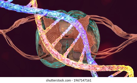 Hereditary Spinal Cord Disorders, Conceptual 3D Illustration. Mutations In The DNA Leading To Spinal Cord Diseases. Spinal Muscular Atrophy, SMA. Neurogenetics, Neurodegenerative Disorders