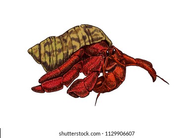 Hermit crab realistic  hand draw white background  Illustration 