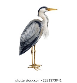 Heron bird watercolor illustration. Ardea herodias avian single image. Hand drawn realistic great blue heron image. Wildlife lake, river water habitat wildlife bird. White background
