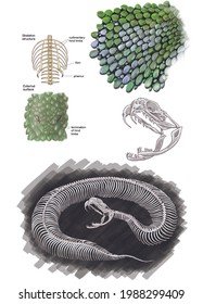 Herpetology. Reptiles. Squamata. Snakes. Internal Anatomy Of Snakes, The Skeleton, Cranium And Fangs. The Skin And The Scales.