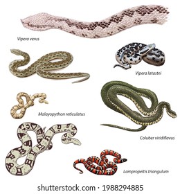 650 Serpiente coralillo Images, Stock Photos & Vectors | Shutterstock