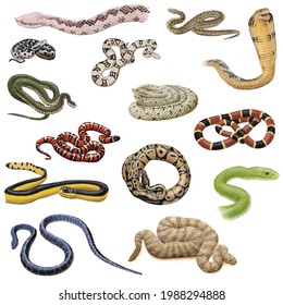 Herpetology. Reptiles. Squamata. Snakes. Some Snake Species. Isolated Individuals.