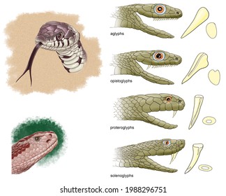 Herpetology Reptiles Squamata Snakes Teething Snakes Stock Illustration ...