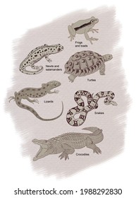 Herpetology Reptilescocodrilia Crocodiles Various Isolated Poses Stock ...